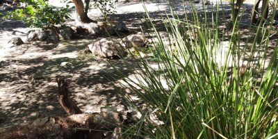 Visite du Zoo Parc de la Réunion