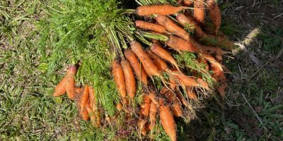 Des carottes dans le potager