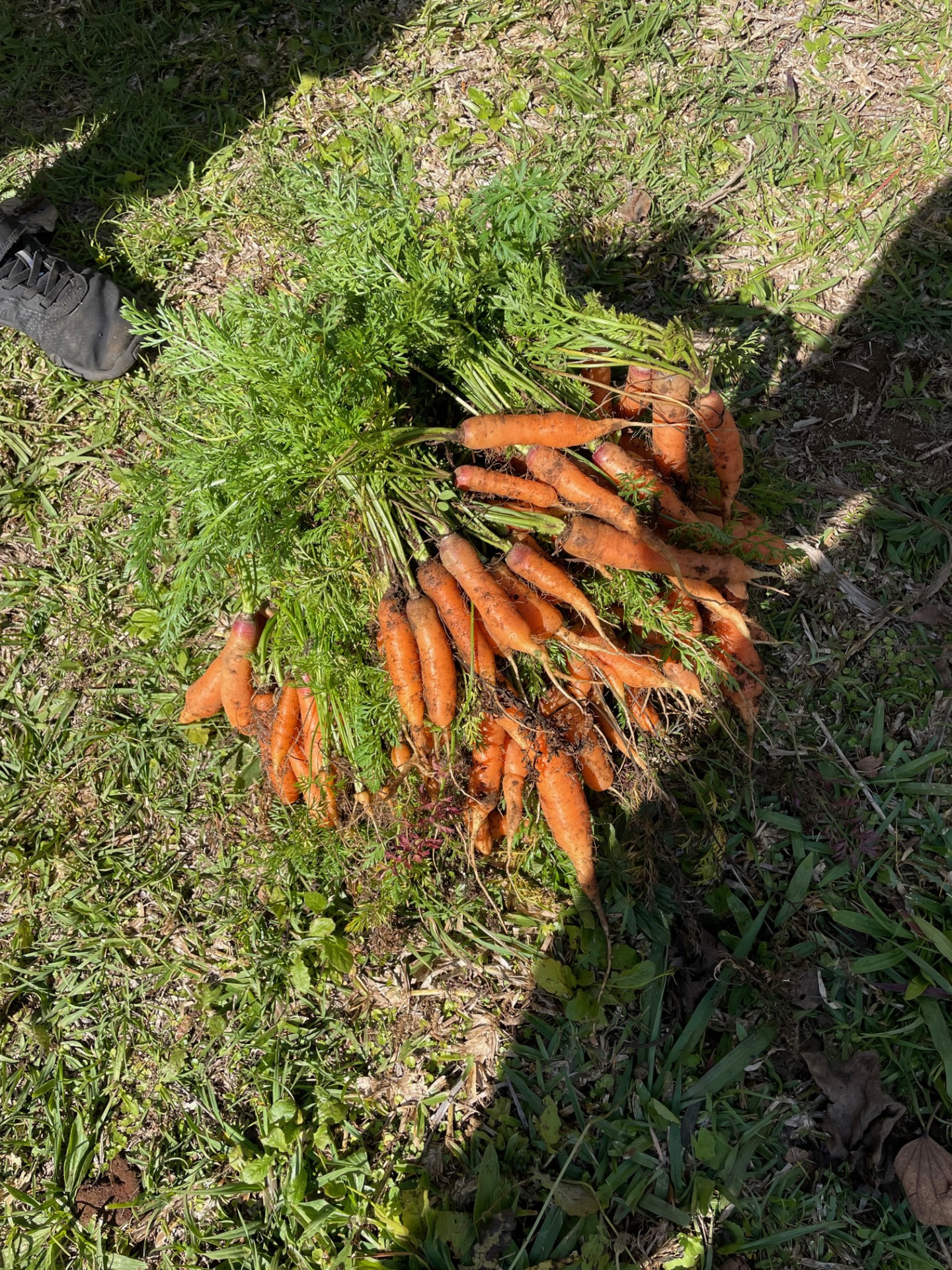 Des carottes dans le potager