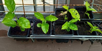 Quelques graines pour planter…