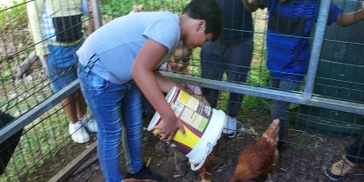 C’est l’heure de la cantine pour les poules des Camélias !