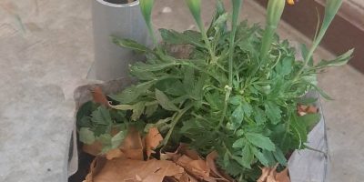Fabriquer un wicking bed