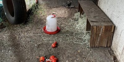 Tipoul ek Tikok i sava lékol