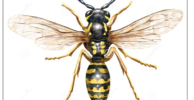 Projet insectes en GS!