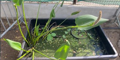 Le projet “Bassin de lotus” des CE1