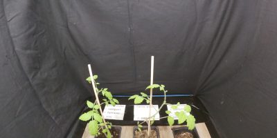 Comment poussent les plantes ?