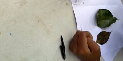 Mon herbier CE1/2 de l’Ecole Mario Hoarau