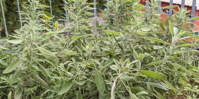le jardin créole des 4 CP