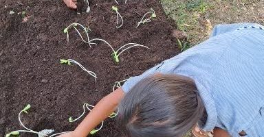 LES EXPERIENCES AGRONOMIQUES AVEC LE COMPOST  DU CE1 DE ME LEUNG ZE FONG