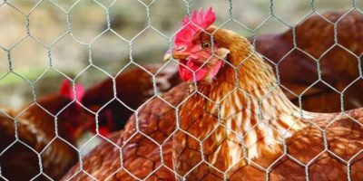 poules à l’école des camélias: le sondage