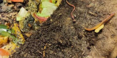 Le Lombricomposteur : Un super héros du recyclage !