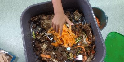 Dans le lombricomposteur de notre classe…