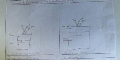 L’atelier scientifique en herbes des élèves CP/CE1