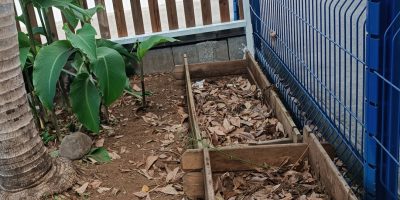 Jardin potager : nos débuts