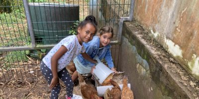 Le nourrissage des poules avec les déchets de la cantine