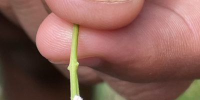 Les insectes, amis OU ennemis des plantes?