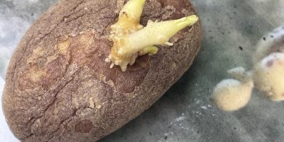 Y a t-il d’autres moyens que les graines pour obtenir des plantes nouvelles?