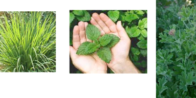 AU JARDIN DES AROMATES