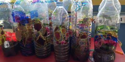 Bouturage et recyclage