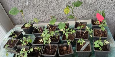 De la graine à la plante