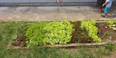 je plante, tu plantes, nous plantons
