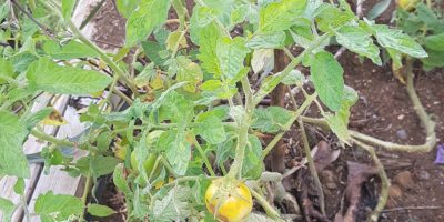 De la graine….au jardin !