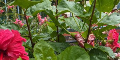 recyclons nos déchets pour le bien notre jardin avec les CPA
