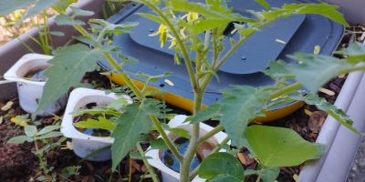 Le plan de tomate