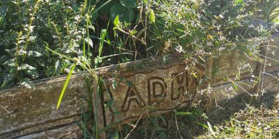 A la rencontre des plantes, la richesse de notre ile, grâce à l’ADH