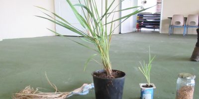Planter du riz