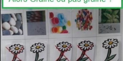 Graines ou pas graines ? C ‘est la question que se sont posées les Moyennes Sections…