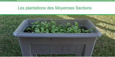 Plantations chez les Moyennes Sections