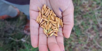 Le riz, du semis à la Récolte