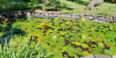 Visite du jardin d’Eden