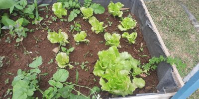 Embellissement des jardinières de l ‘école