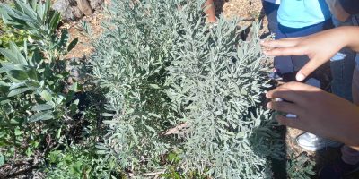 Sortie Endémia : Atelier les plantes aromatiques