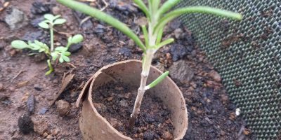 Sortie Endémia : Atelier « Bouturage et regrowing »