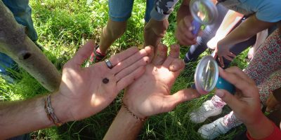 Sortie Endémia : Atelier « chasse aux insectes »