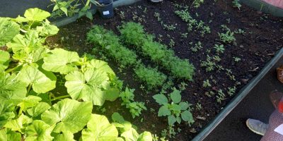 Nos petites plantations