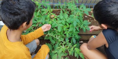 PLANTATION