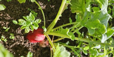 Les radis…de la graine à l’assiette!
