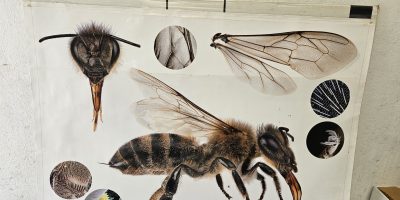 Les abeilles