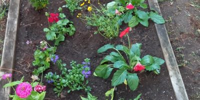 Ecole en fleurs