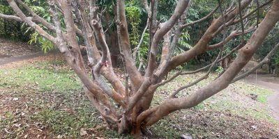 Sortie au jardin botanique les MASCARINS – Parcours Plantes Lontan – Classe de CM1-CM2