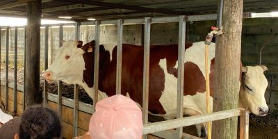 Sortie à la ferme