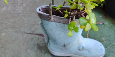La nouvelle vie des objets