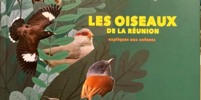 Qui sont les oiseaux qui nous entourent ?