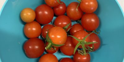 LA RÉCOLTE DES TOMATES