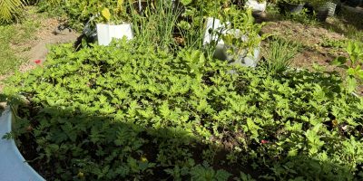 Le jardinage à l’école