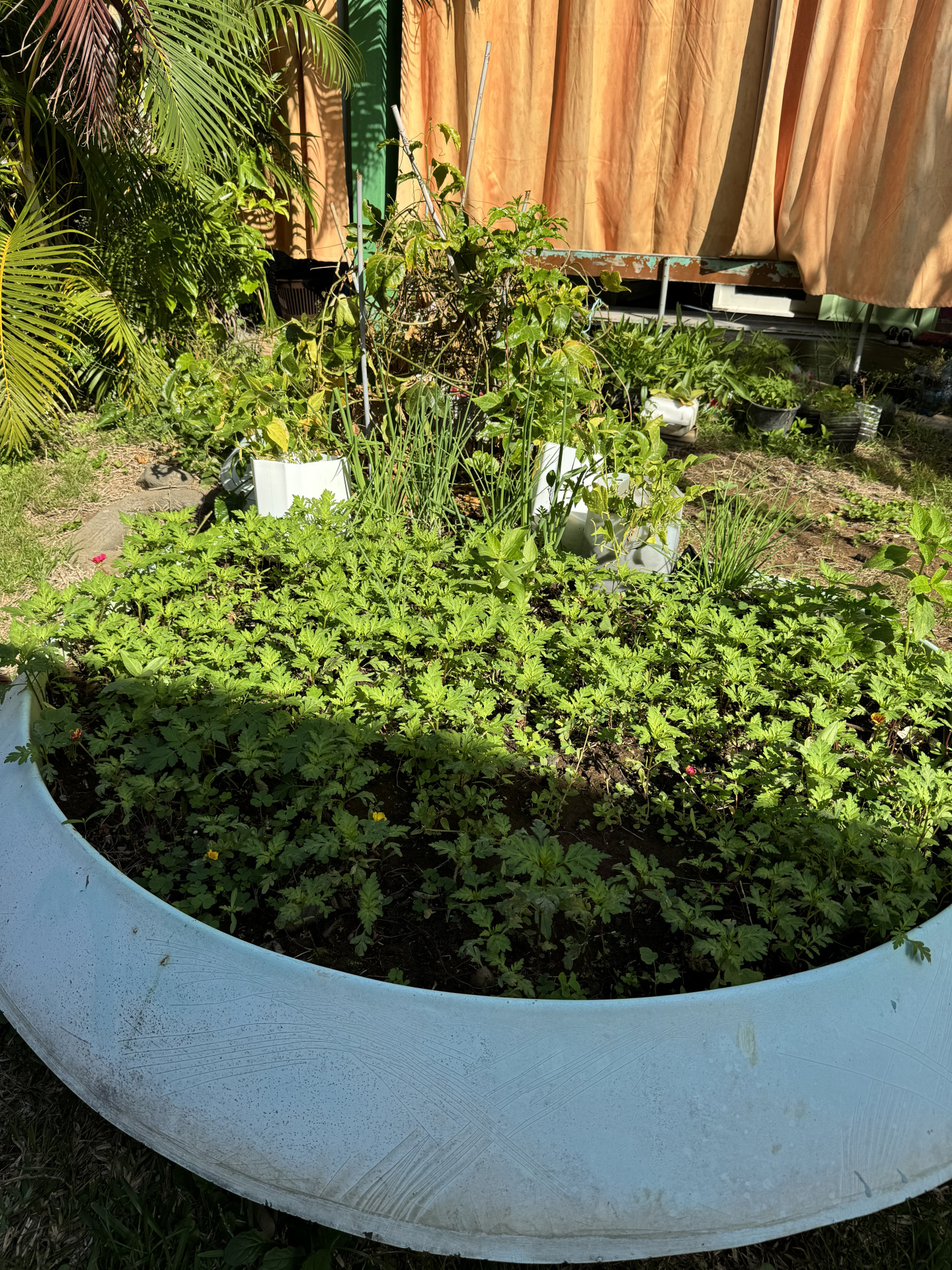 Le jardinage à l’école